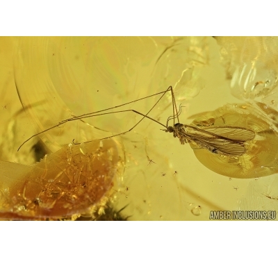 Crane Fly, Limoniidae. Fossil insect in Baltic amber #7444