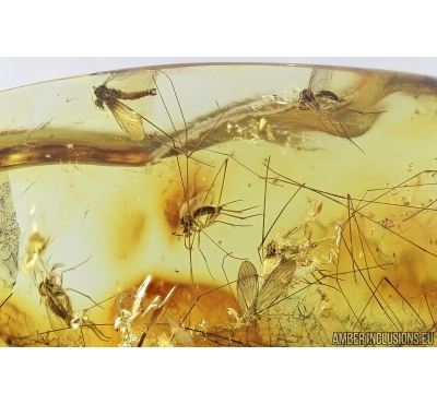 Silver pendant. Swarm of Crane Flies, Limoniidae and Spider. Fossil insects in Baltic amber #7445