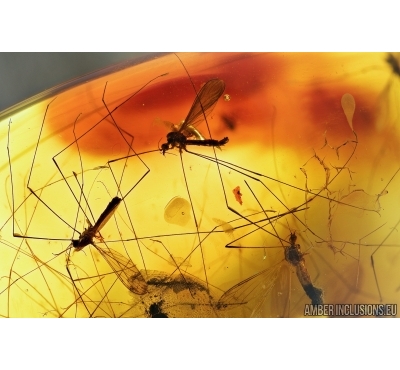 Swarm of Crane Flies, Limoniidae Dicranomyia and Wood gnat Anisopodidae. Fossil insects in Baltic amber #7446