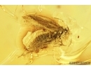 Lepidoptera, Moth. Fossil insect in Baltic amber #7452