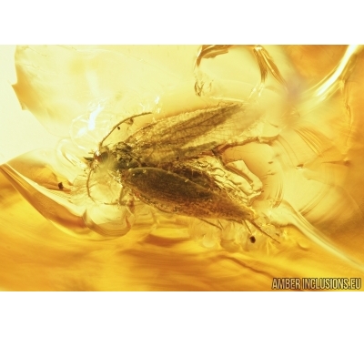 Lepidoptera, Moth. Fossil insect in Baltic amber #7452