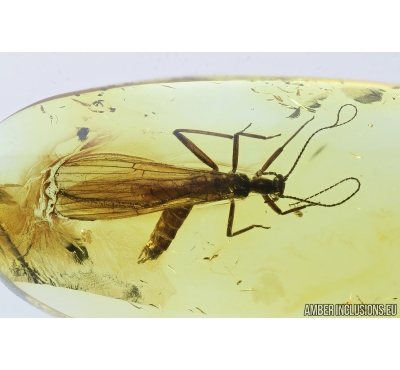 Nice Stonefly Plecoptera: Leuctridae: Baltileuctra dewalti  sp. nov. with Mites Acari! Fossil insects in Baltic amber #7461