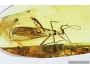 Nice Stonefly Plecoptera: Leuctridae: Baltileuctra dewalti  sp. nov. with Mites Acari! Fossil insects in Baltic amber #7461