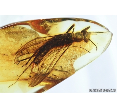Big Stonefly, Plecoptera. Fossil insect in Baltic amber #7462