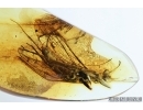 Big Stonefly, Plecoptera. Fossil insect in Baltic amber #7462