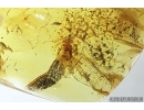 Mayfly, Ephemeroptera. Fossil insect in Baltic amber stone #7464