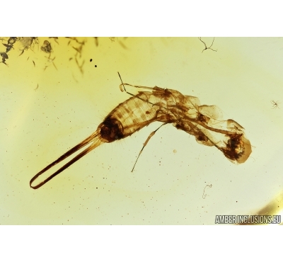 Earwig, Dermaptera. Fossil insect in Baltic amber #7467