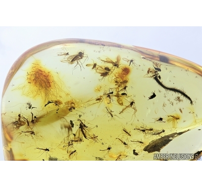 Mammalian hair, Leaf  and Swarm of flies. Fossil inclusions in Baltic amber #7470