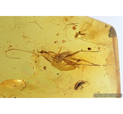 Nice Cricket Orthoptera, Beetle and More. Fossil insects in Baltic amber #7475
