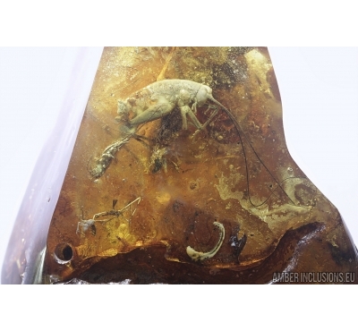 Giant 45mm! Cricket, Orthoptera and More. Fossil insects in Big 171gr Baltic amber stone #7477