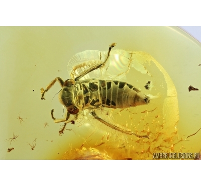 Cicadomorpha, Cicadeilidae nymph. Fossil insect in Baltic amber #7478