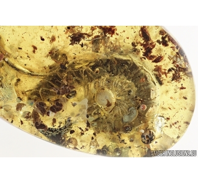 Millipede, Diplopoda. fossil inclusion in Baltic amber #7484