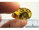 Millipede, Diplopoda. fossil inclusion in Baltic amber #7484