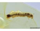 Millipede, Diplopoda. fossil inclusion in Baltic amber #7485