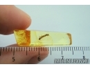 Millipede, Diplopoda. fossil inclusion in Baltic amber #7485