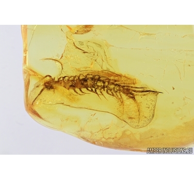 Centipede, Lithobiidae. Fossil insect in Baltic amber #7486