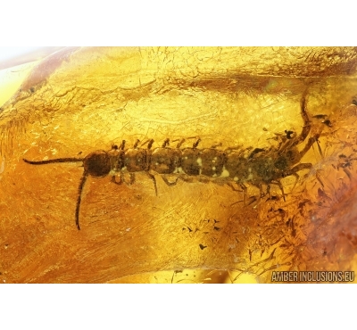 Centipede, Lithobiidae. Fossil insect in Baltic amber #7487