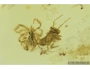 Nice Mite Acari, Springtail Collembola and Ant Hymenoptera. Fossil inclusions in Baltic Amber #7491