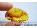Rare Mite, Oribatida, Euphthiracaroidea. Fossil insect in Baltic amber #7492