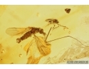 Rare Mite, Oribatida, Euphthiracaroidea. Fossil insect in Baltic amber #7492