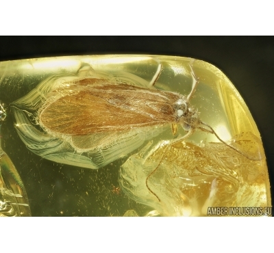 Caddisfly, Trichoptera. Fossil insect in Baltic amber #7495