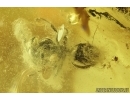 Caddisfly, Trichoptera and Ants with fungus. Fossil insects in Baltic amber #7496