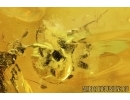 Caddisfly, Trichoptera and Ants with fungus. Fossil insects in Baltic amber #7496