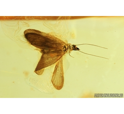 Nice Caddisfly, Trichoptera. Fossil insect in Baltic amber stone #7497