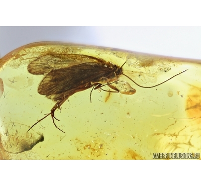 Nice Caddisfly, Trichoptera. Fossil insect in Big Baltic amber #7499