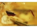 UNIQUE TAILLESS WHIP SCORPION PEDIPALP FRAGMENT AMBLYPYGI. First example in Baltic amber #7500