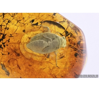 True Bug Nymph, Miridae. Fossil insect in Baltic amber #7502