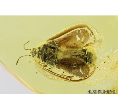 Rare Bug, Aradidae,  Aneurus damzeni sp. nov.  Fossil insect in Baltic amber #7503