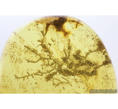 Liverwort, Bryophyta. Fossil inclusion in Baltic amber #7506