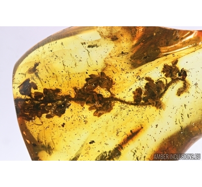 NICE, BIG 25mm! OAK FLOWERS ON TWIG. Fossil inclusion in Baltic amber #7512
