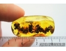 VERY NICE, BIG 32mm! OAK FLOWERS ON TWIG. Fossil inclusion in Baltic amber #7514