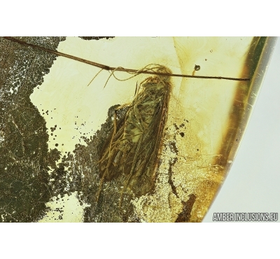 Nice Caddisfly, Trichoptera. Fossil insect in Baltic amber stone #7523