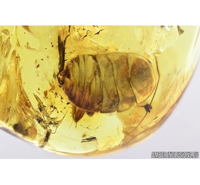 Cockroach, Blattaria. Fossil insect in Baltic amber #7524