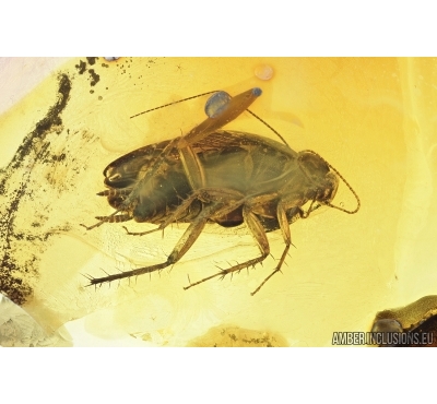 Cockroach, Blattaria. Fossil insect in Baltic amber #7526