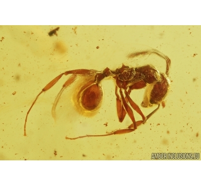 Ant, Hymenoptera and Long-legged fly, Dolichopodidae. Fossil inclusions in Baltic amber stone  #7529