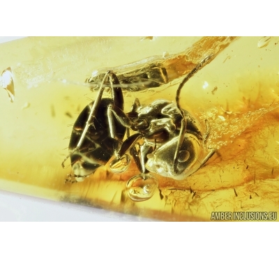 Nice Ant, Hymenoptera and Water drops. Fossil inclusions in Baltic amber #7530