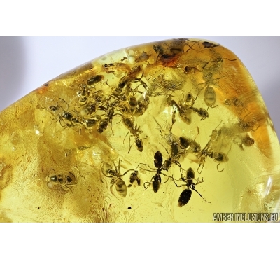 Many Ants, Hymenoptera and More. Fossil inclusions in Baltic amber #7531