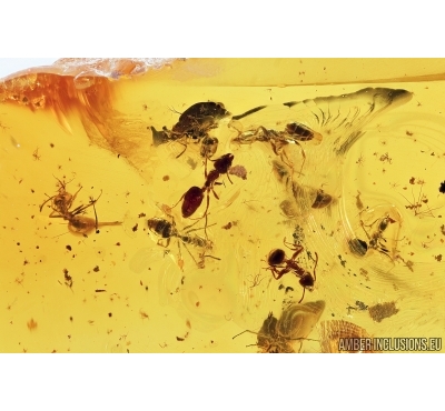 Many Ants, Hymenoptera. Fossil inclusions in Baltic amber #7532