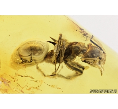 Rare Ant, Hymenoptera. Fossil insect in Baltic amber #7534