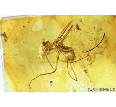 Big Ant, Hymenoptera. Fossil insect in Baltic amber #7535