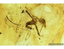 Big Ant, Hymenoptera. Fossil insect in Baltic amber #7535