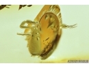 Nice Pseudoscorpion. Fossil inclusion in Baltic amber #7539