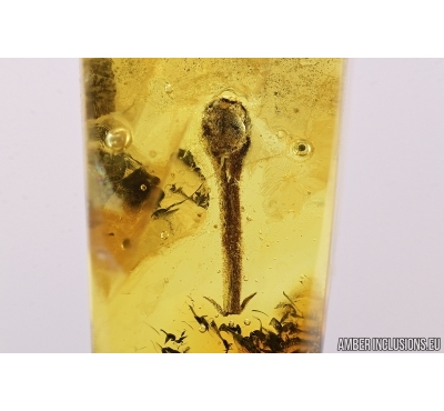 Nice Flower. Fossil inclusion in Baltic amber #7540