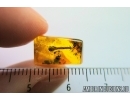 Nice Flower. Fossil inclusion in Baltic amber #7540