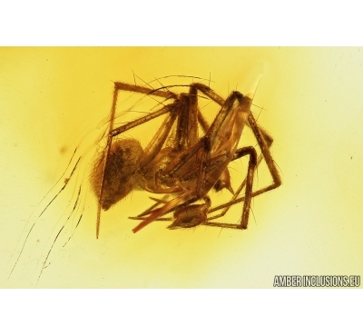 Spider, Araneae Linyphiidae. Fossil inclusion in Baltic amber stone #7553