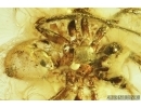 Spider, Araneae. Fossil inclusion in Baltic amber stone #7554